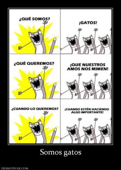 Somos gatos