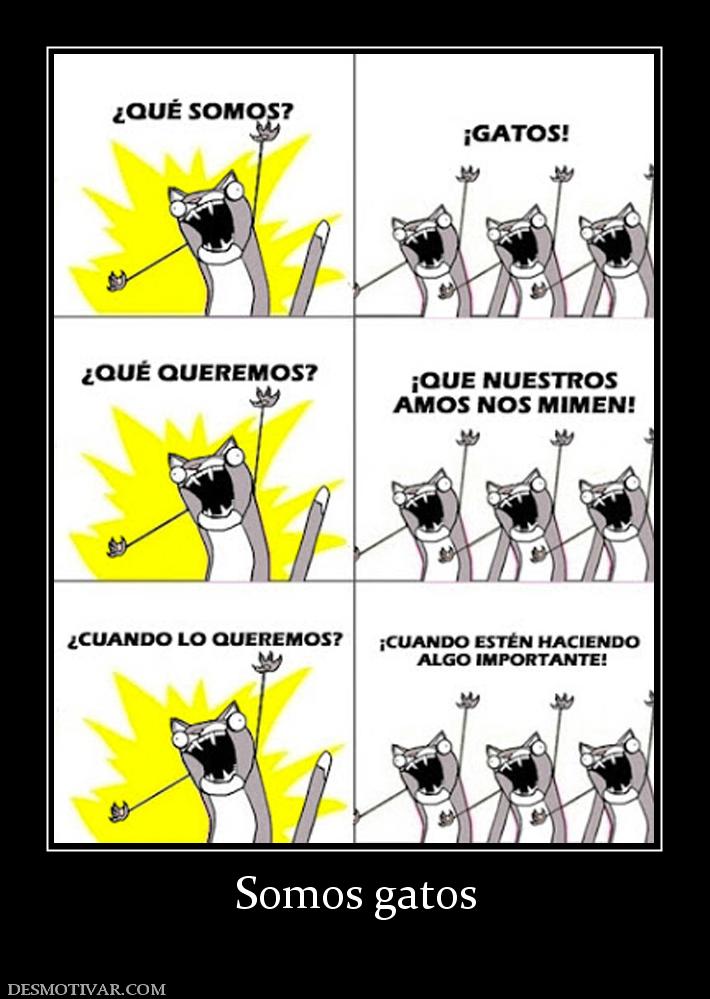 Somos gatos