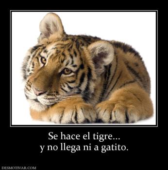 Se hace el tigre... y no llega ni a gatito.
