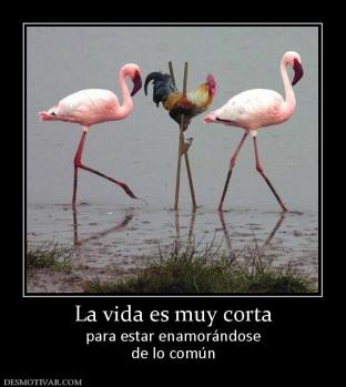 La vida es muy corta para estar enamorándose de lo común