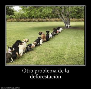 Otro problema de la deforestación