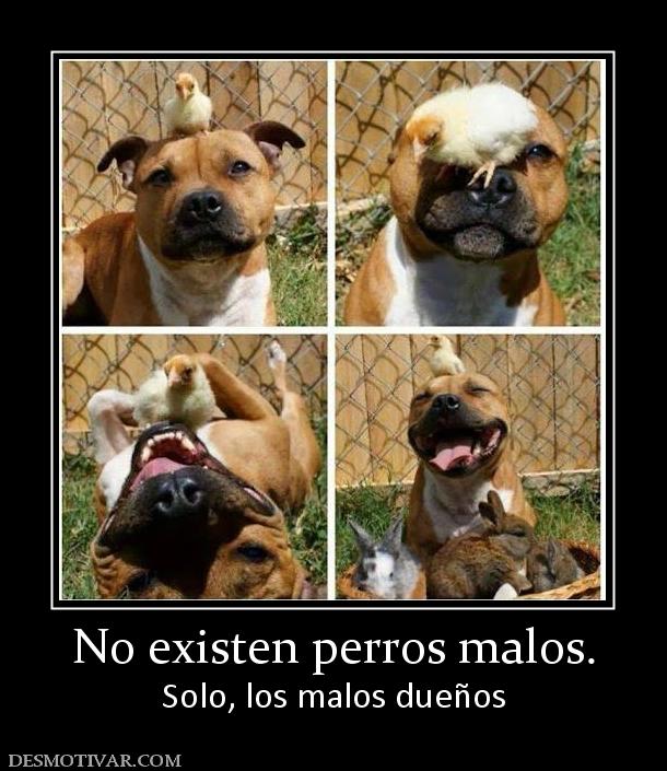 No existen perros malos. Solo, los malos dueños