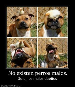 No existen perros malos. Solo, los malos dueños