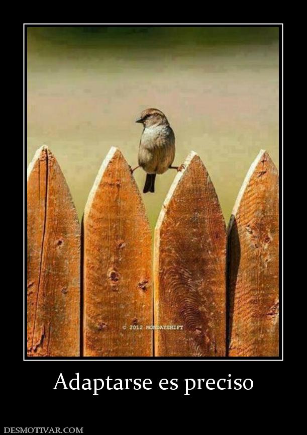 Adaptarse es preciso