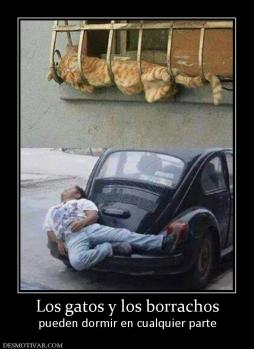 Los gatos y los borrachos pueden dormir en cualquier parte