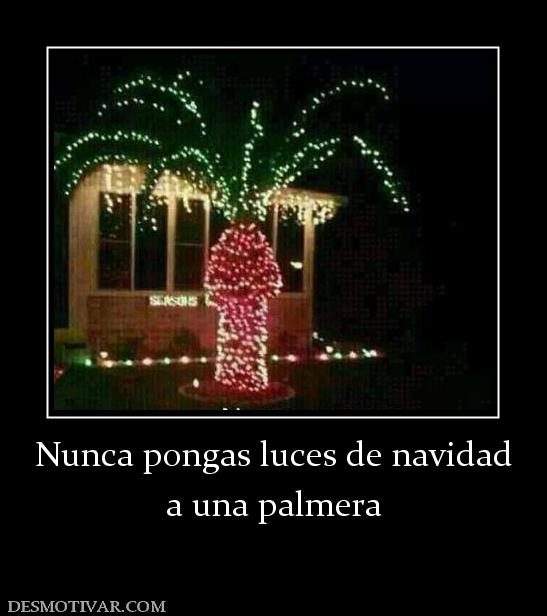 Nunca pongas luces de navidad a una palmera