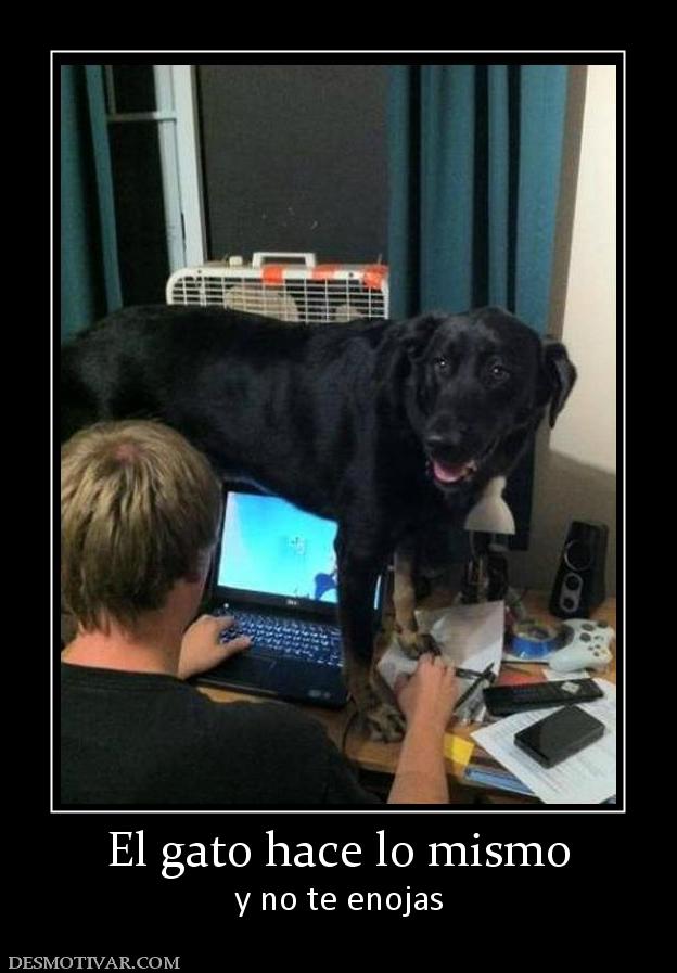 El gato hace lo mismo y no te enojas