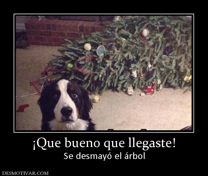 ¡Que bueno que llegaste! Se desmayó el árbol