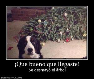 ¡Que bueno que llegaste! Se desmayó el árbol