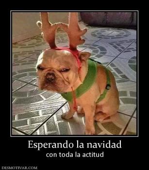Esperando la navidad con toda la actitud
