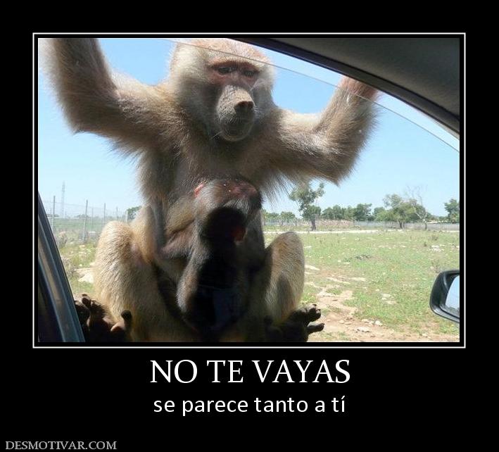 NO TE VAYAS se parece tanto a tí