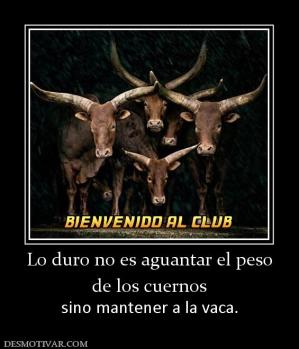 Lo duro no es aguantar el peso de los cuernos  sino mantener a la vaca.