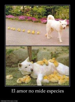 El amor no mide especies