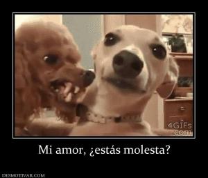 Mi amor, ¿estás molesta?