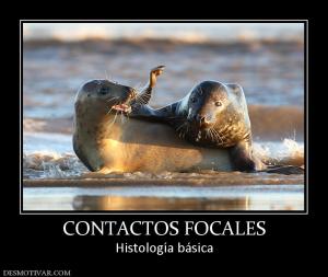 CONTACTOS FOCALES Histología básica