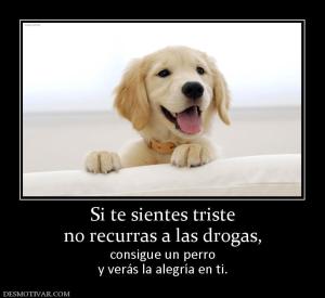 Si te sientes triste no recurras a las drogas, consigue un perro y verás la alegría en ti.