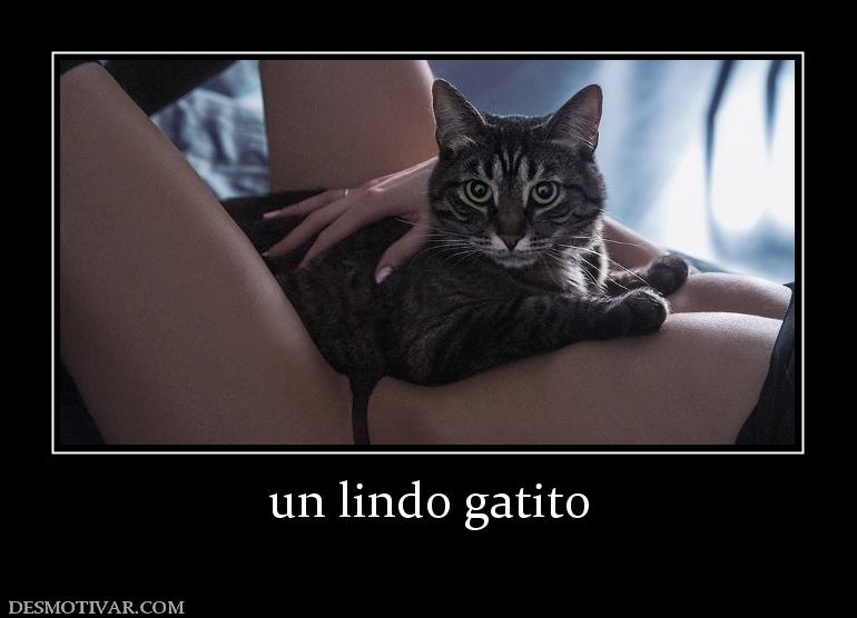 un lindo gatito