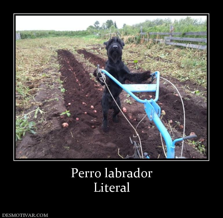 Perro labrador Literal