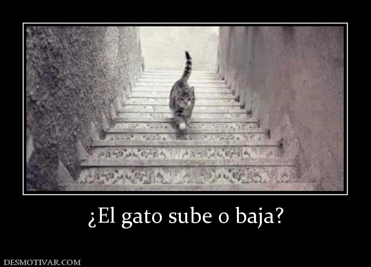 ¿El gato sube o baja?