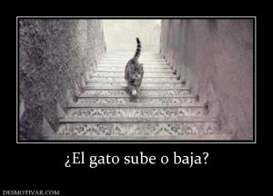 ¿El gato sube o baja?