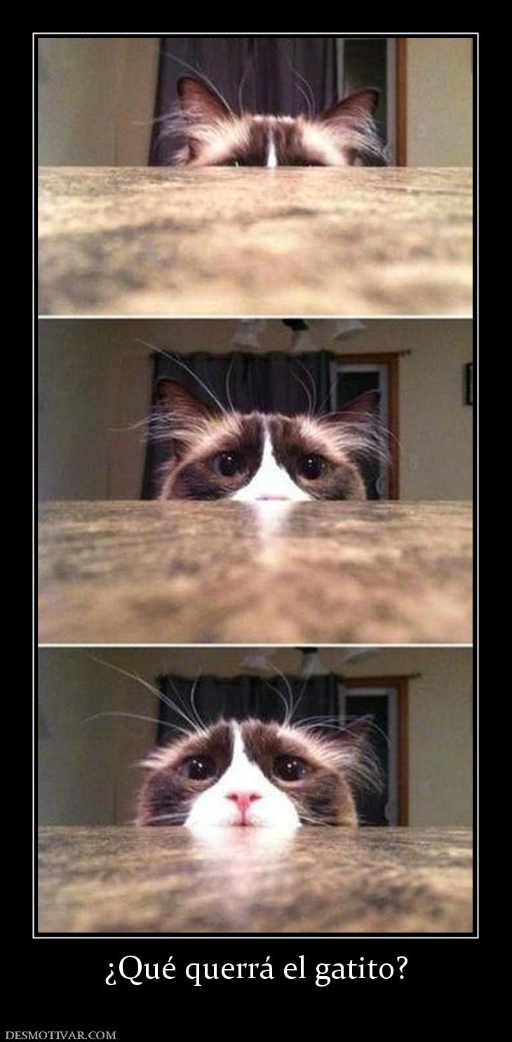 ¿Qué querrá el gatito?