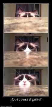 ¿Qué querrá el gatito?