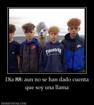 Día 88: aun no se han dado cuenta que soy una llama