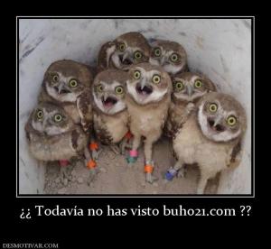 ¿¿ Todavía no has visto buho21.com ??
