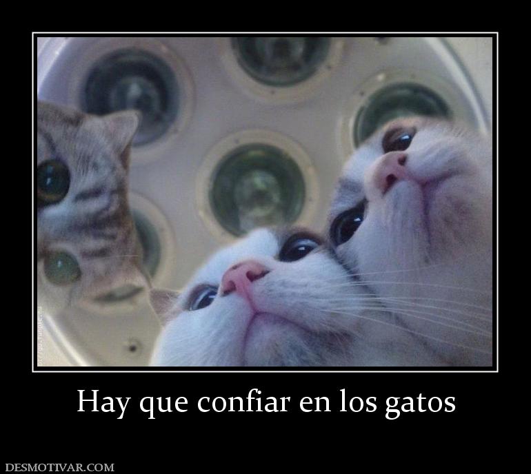 Hay que confiar en los gatos