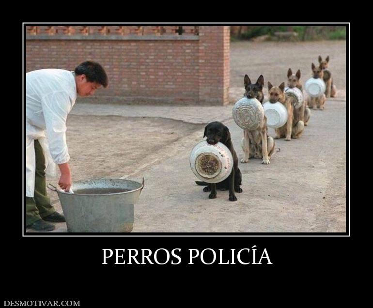PERROS POLICÍA
