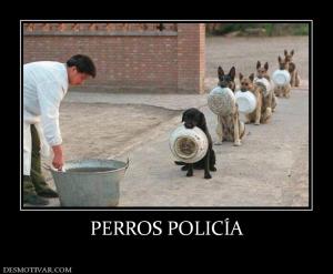PERROS POLICÍA