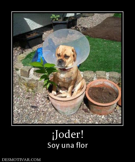 ¡Joder! Soy una flor