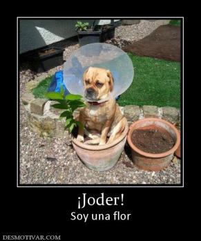 ¡Joder! Soy una flor