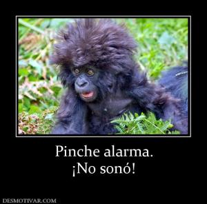 Pinche alarma. ¡No sonó!