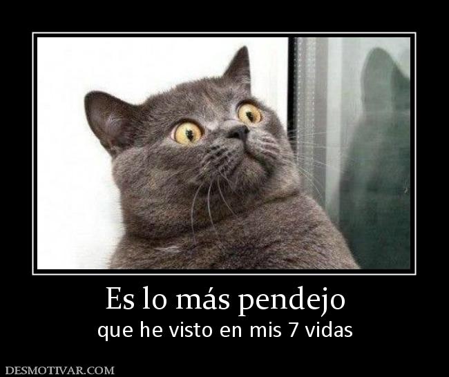 Es lo más pendejo que he visto en mis 7 vidas