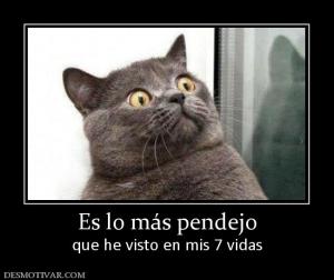 Es lo más pendejo que he visto en mis 7 vidas