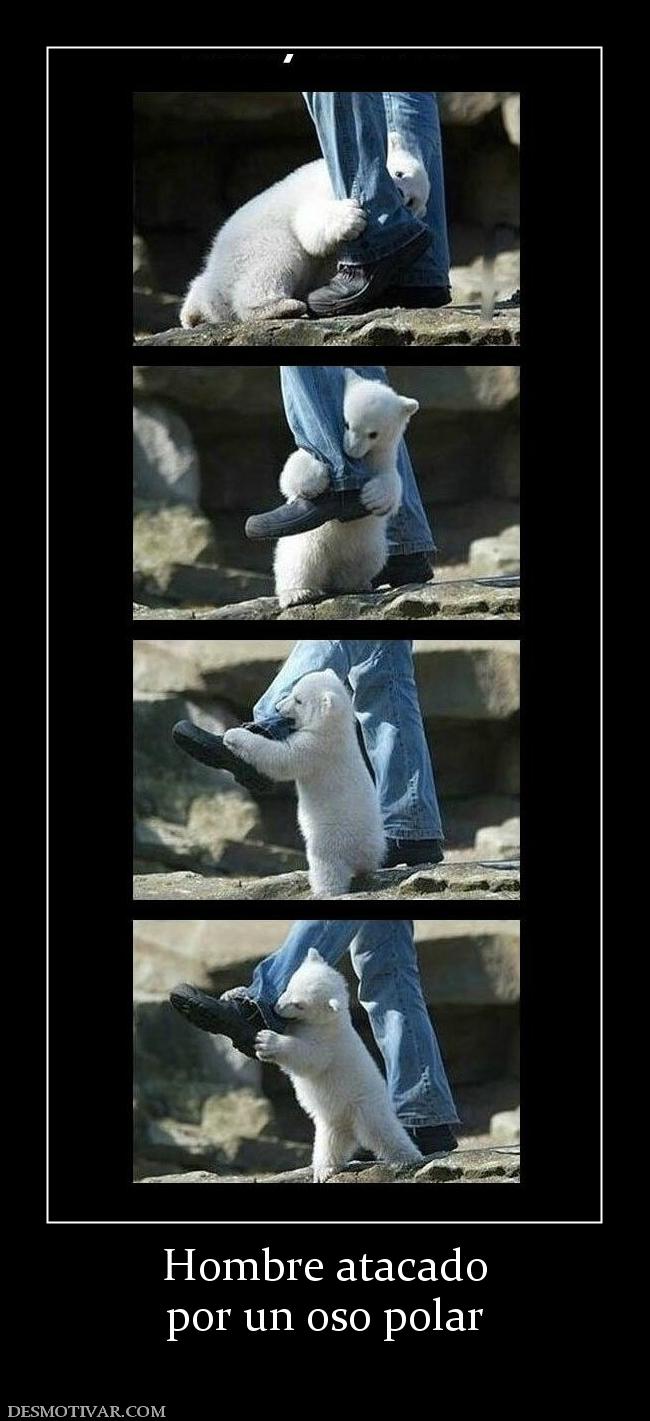 Hombre atacado por un oso polar