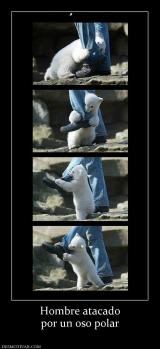 Hombre atacado por un oso polar
