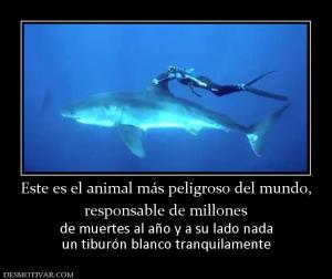 Este es el animal más peligroso del mu responsable de millones de muertes al año y a su lado nada un tiburón blanco tranquilamente