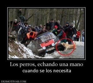 Los perros, echando una mano cuando se los necesita