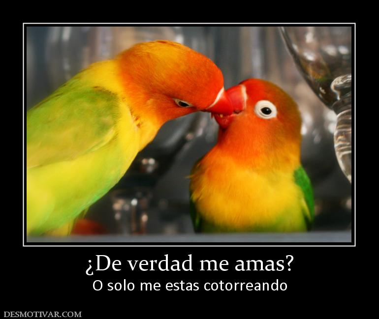 ¿De verdad me amas? O solo me estas cotorreando