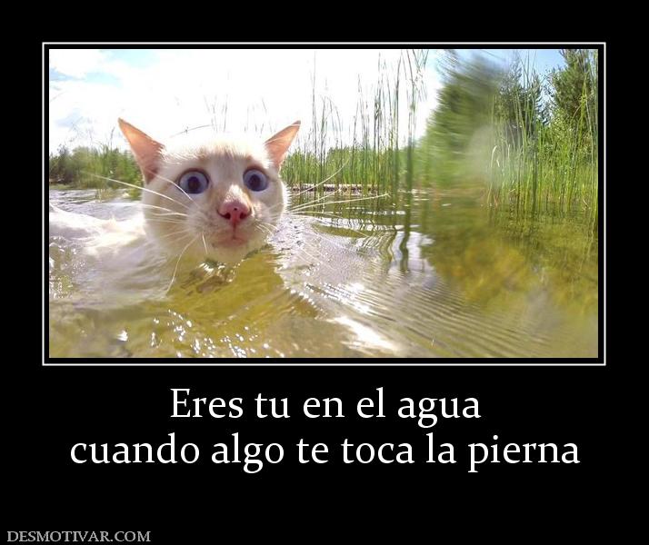 Eres tu en el agua cuando algo te toca la pierna