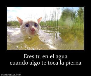 Eres tu en el agua cuando algo te toca la pierna