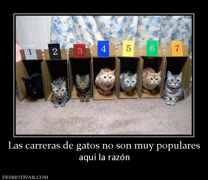 Las carreras de gatos no son muy popul aquí la razón