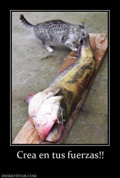 Crea en tus fuerzas!!