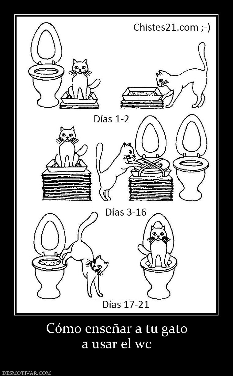 Cómo enseñar a tu gato a usar el wc