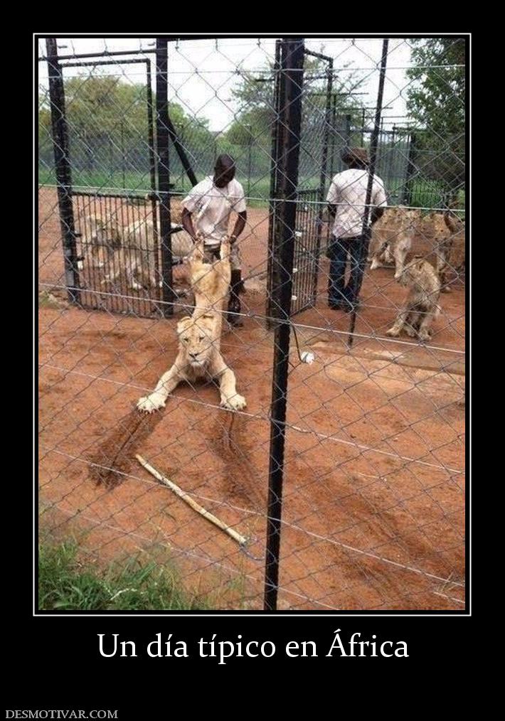 Un día típico en África