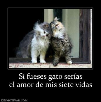 Si fueses gato serías el amor de mis siete vidas