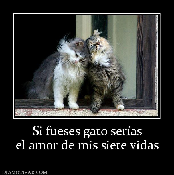 Si fueses gato serías el amor de mis siete vidas