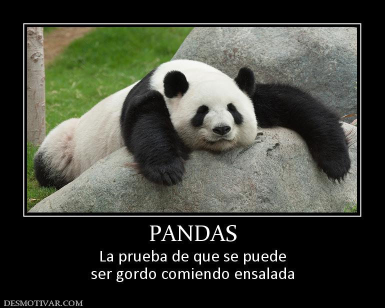 PANDAS La prueba de que se puede ser gordo comiendo ensalada